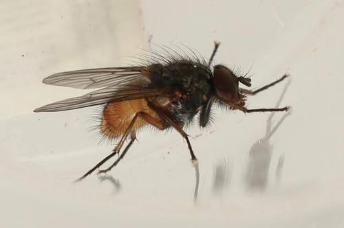 Réf. 318 737 : Phaonia subventa